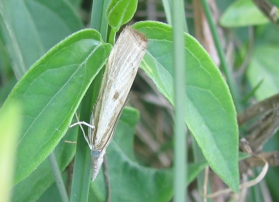 Agriphila cfr. inquinatella, Crambidae